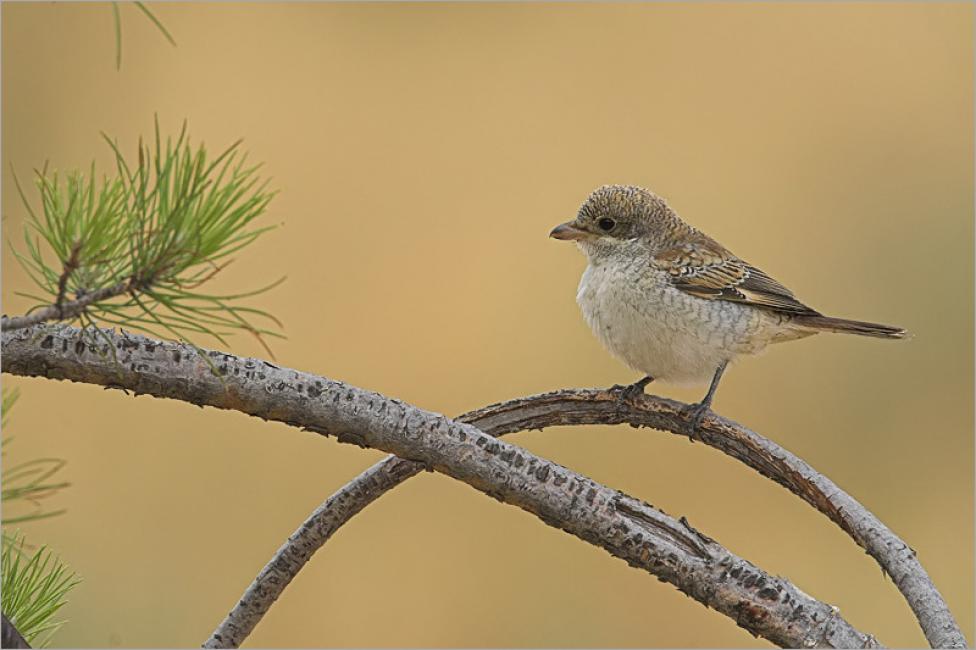 Imagen 41 de la galería de Otras aves (PDF)